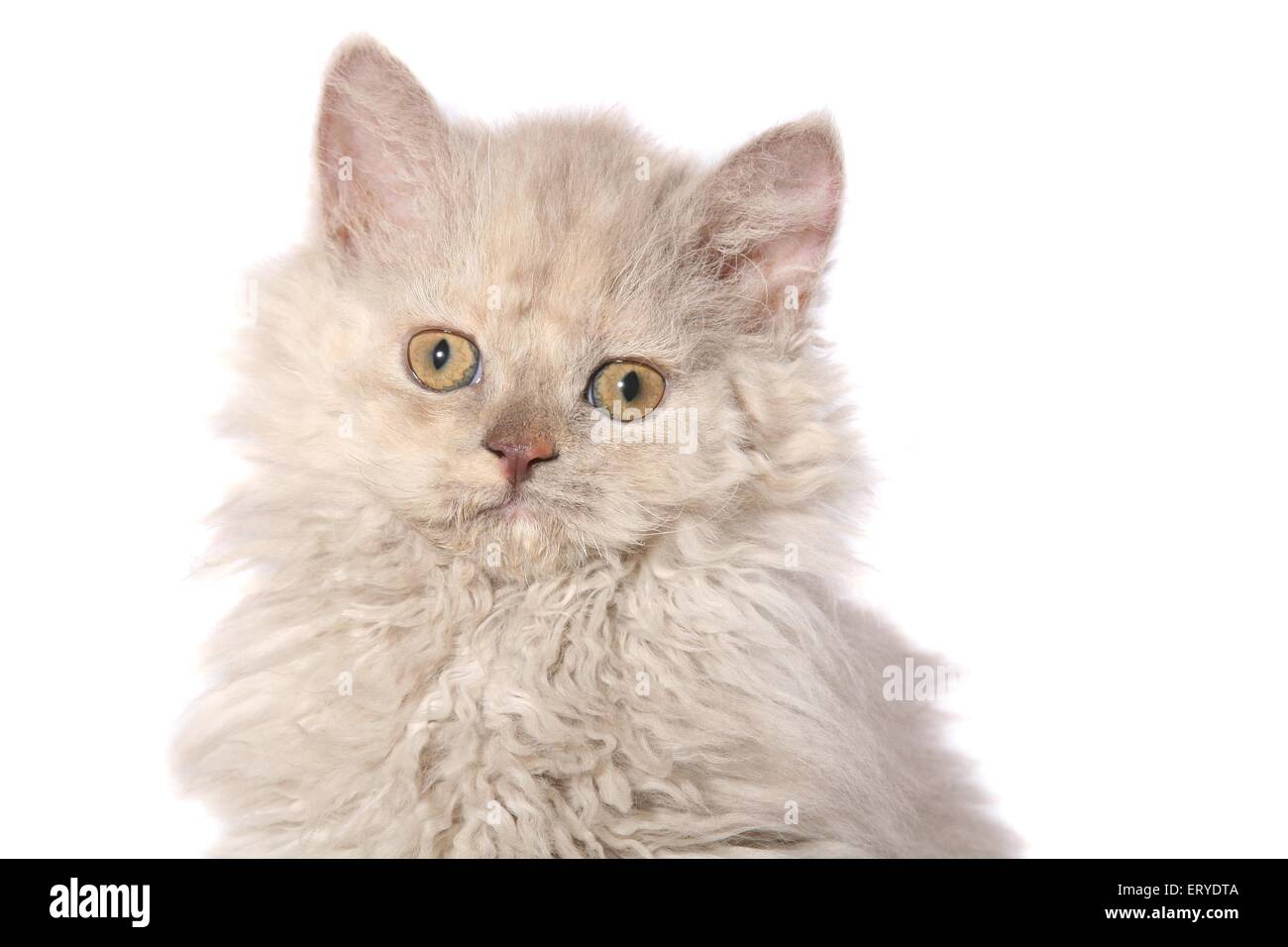 Lilac tortie smoke hi-res stock photography and images - Alamy