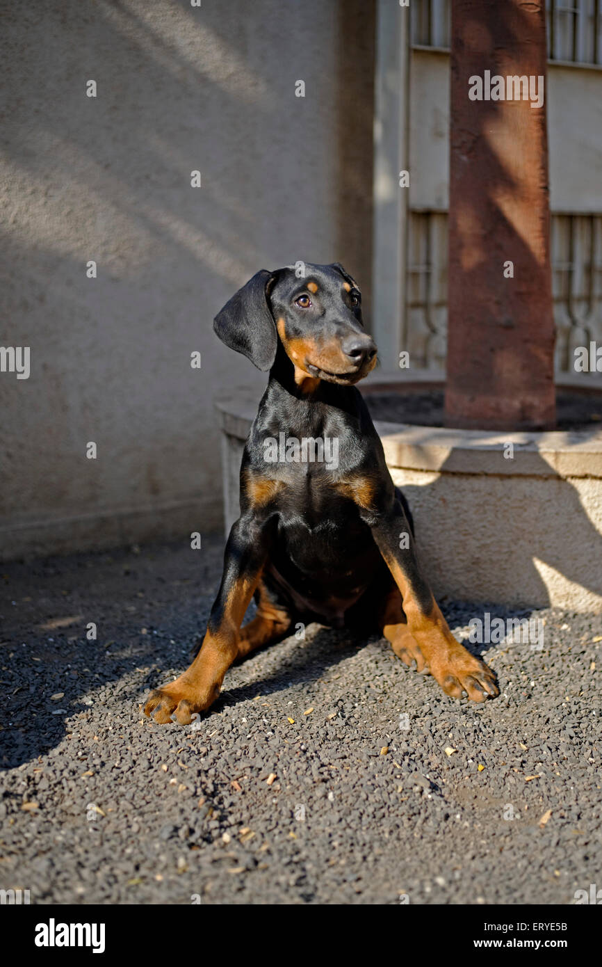 Dobermann , Doberman Pinscher , Pet dog ; Rajkot ; Gujarat ; India , asia Stock Photo