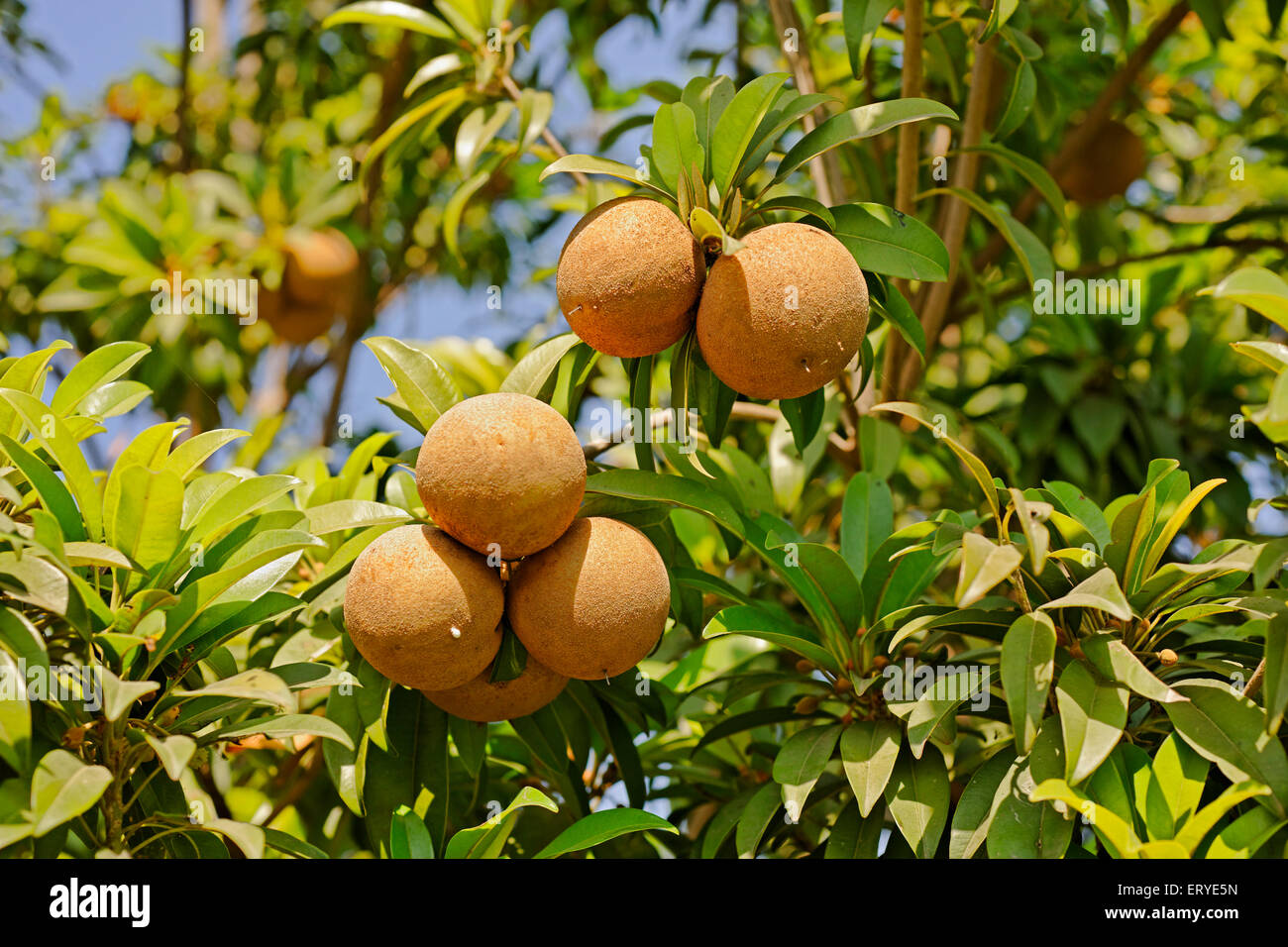 Chikku tropical fruit ; Sapodilla ; district Rajkot ; Saurashtra ; Gujarat ; India Stock Photo