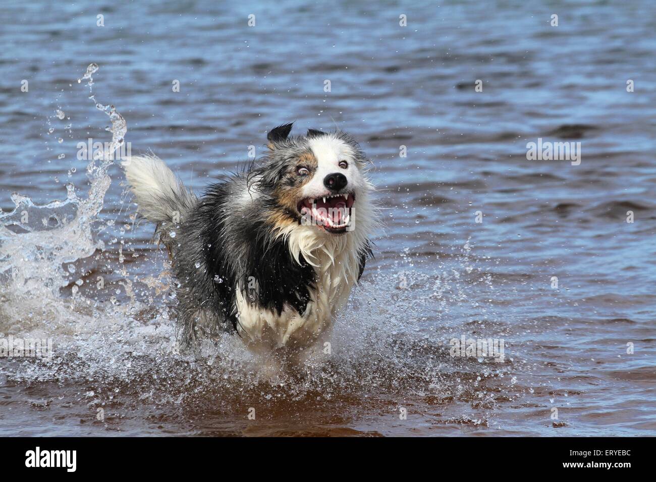 Funny collie best sale pictures