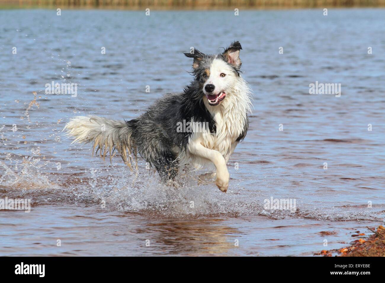 running Border Collie Stock Photo - Alamy
