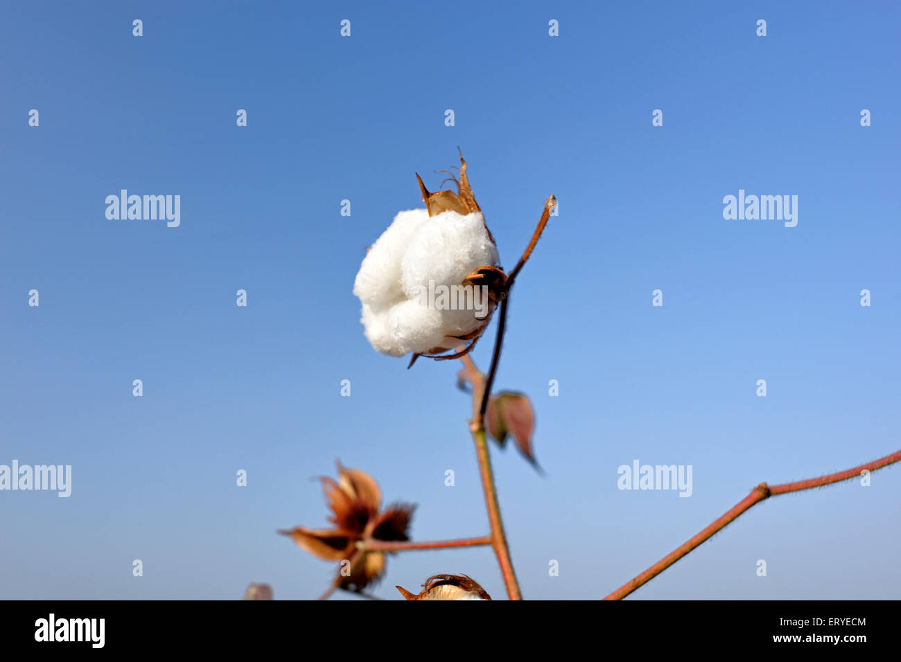 Cotton crop plant boll , Gossypium , Lunidhar , Mota Devaliya , Babra Taluka , district Amreli ; Saurashtra ; Gujarat ; India , Asia Stock Photo