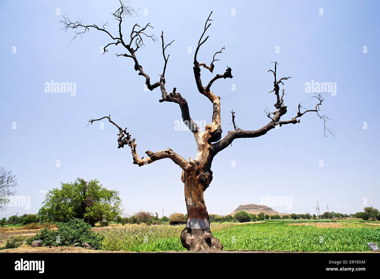 Dried tree ; Pune ; Maharashtra ; India , asia Stock Photo