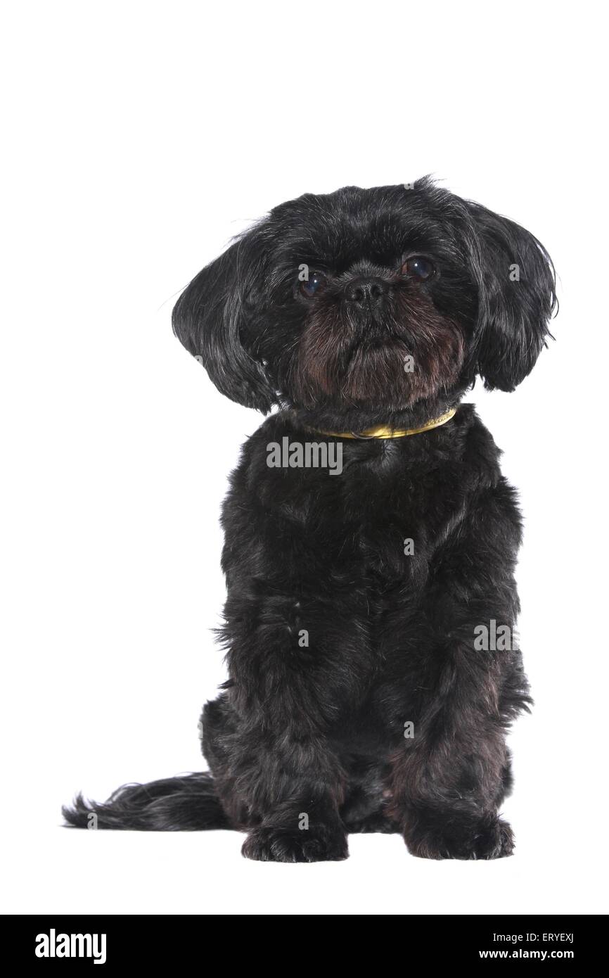 sitting Shih Tzu Stock Photo