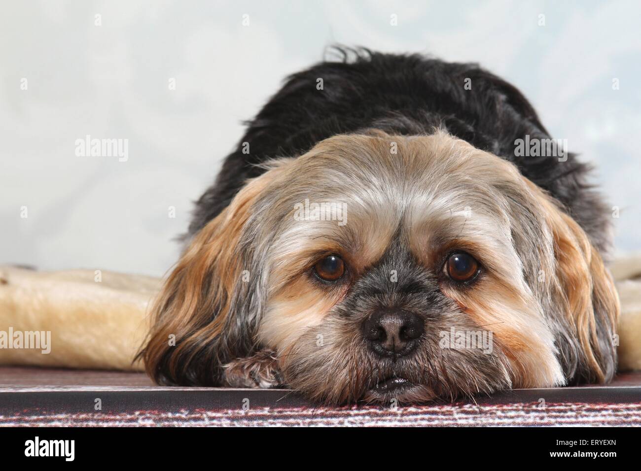 lying Lhasa Apso Stock Photo