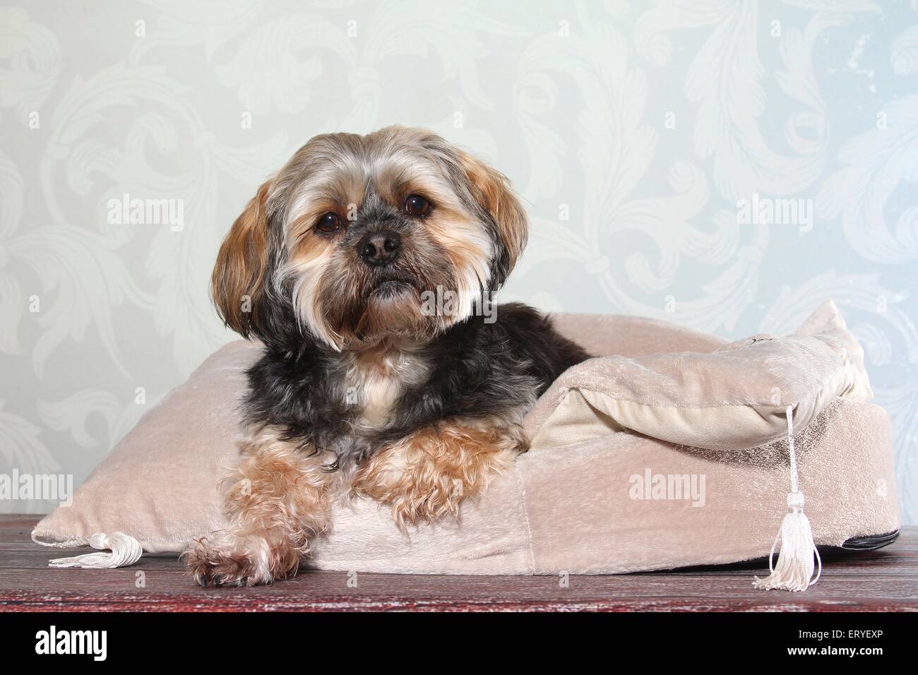 lying Lhasa Apso Stock Photo