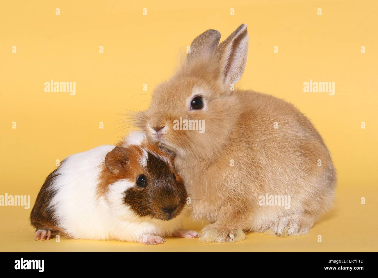 dwarf rabbit and guinea pig Stock Photo Alamy