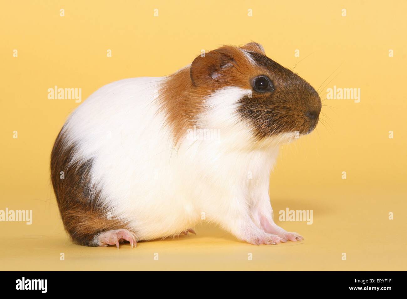 Piebald pig hires stock photography and images Alamy