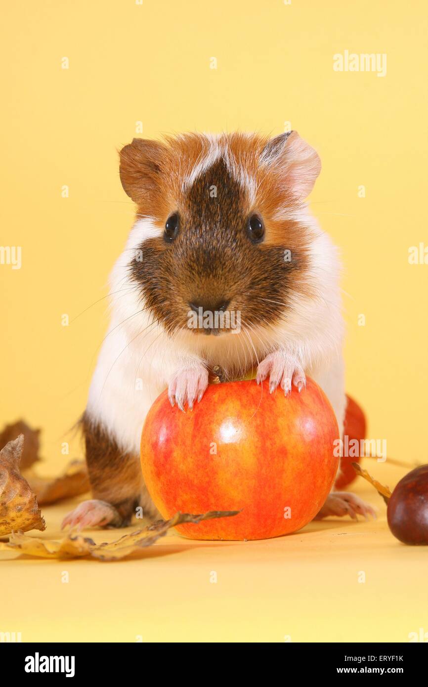 Piebald pig hires stock photography and images Alamy