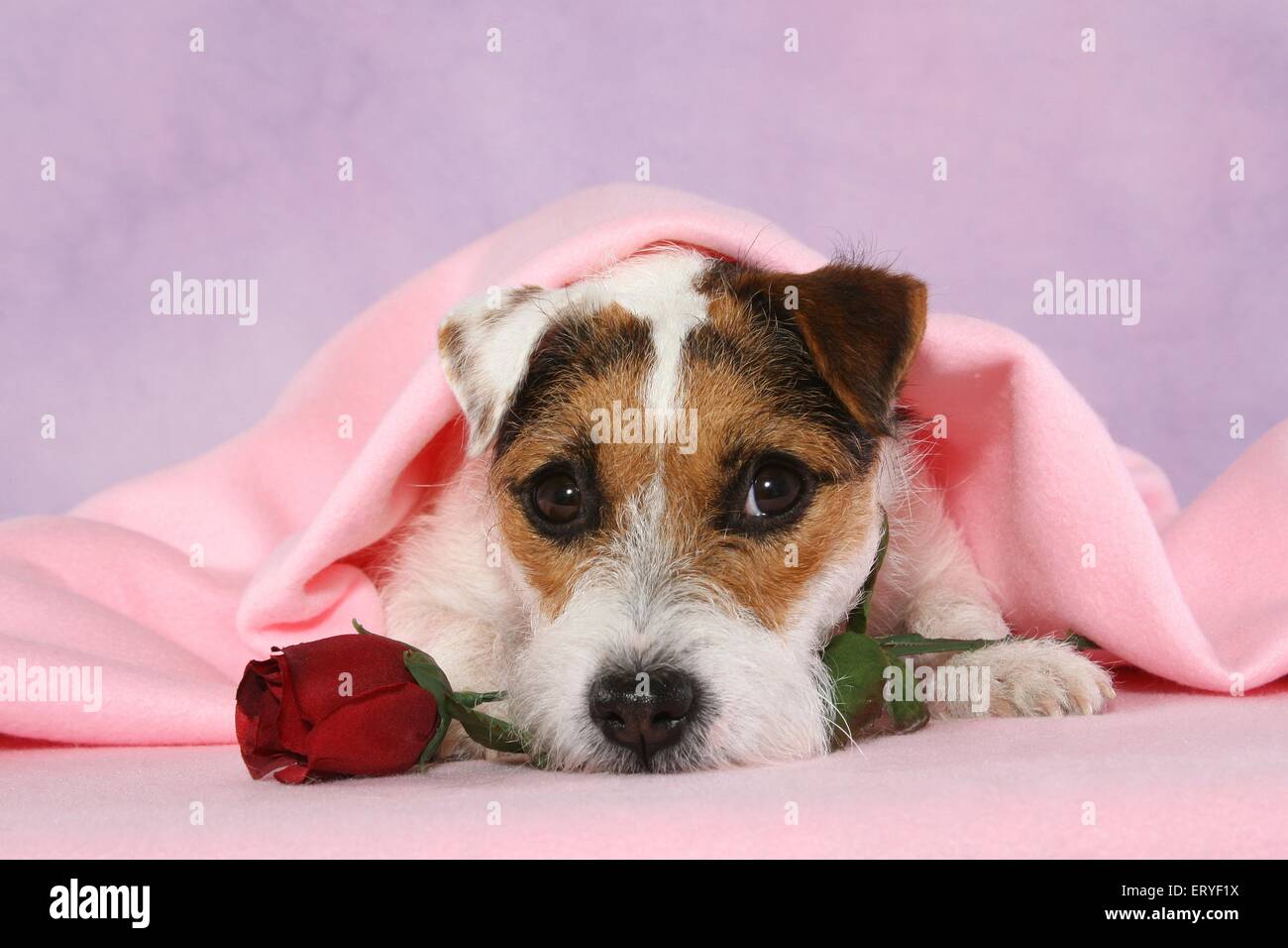 lying Parson Russell Terrier Stock Photo Alamy
