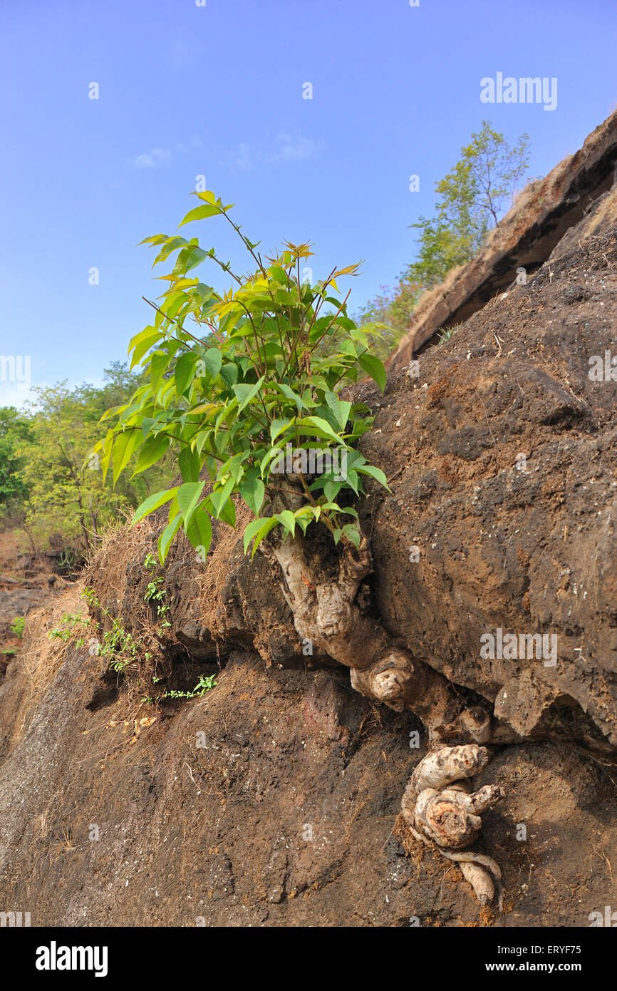 tree growing in crevice ; Mahad ; Raigad ; Raigarh ; Maharashtra ; India ; asia Stock Photo
