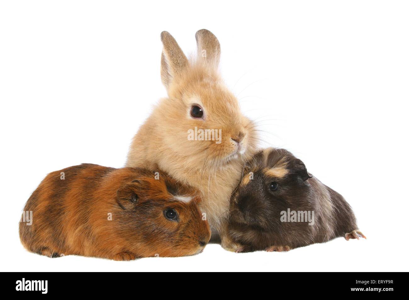 dwarf rabbit and 2 guinea pigs Stock Photo Alamy