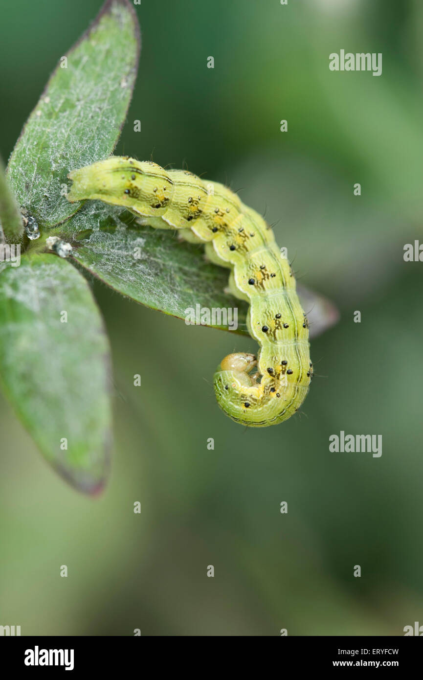 Budworm caterpillar in suburban garden Stock Photo