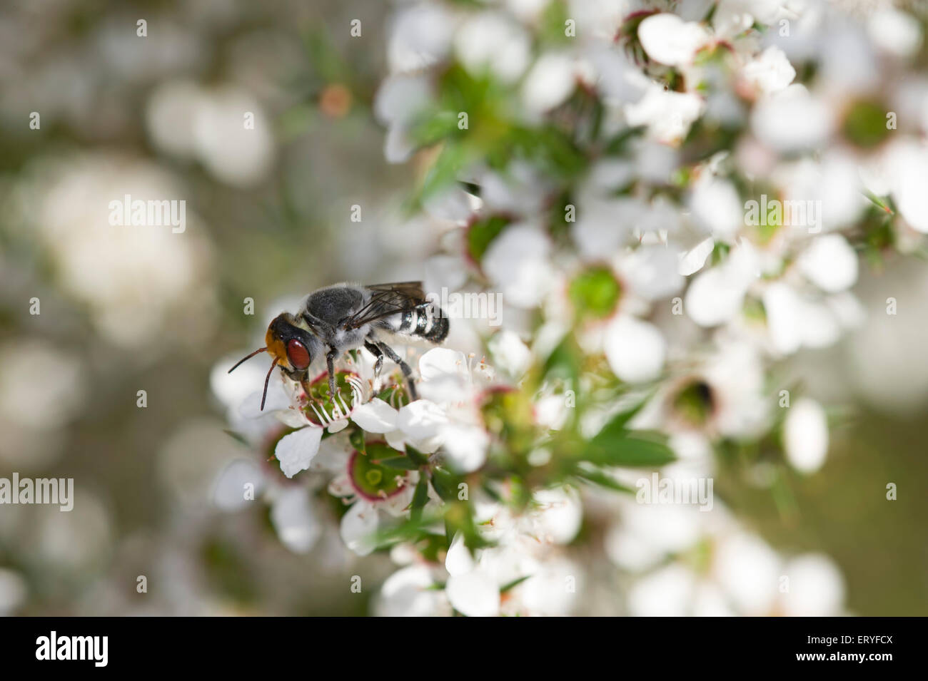 Red eyed resin bee on flowering tea tree Stock Photo
