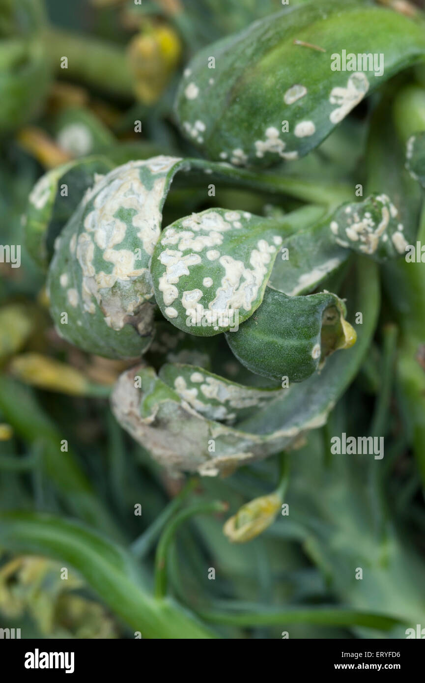 White rust or white blister fungal disease on broccoli Stock Photo