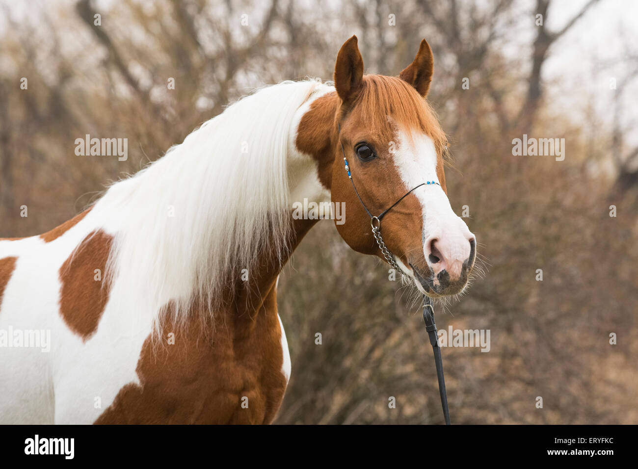 Piebald pinto stallion, portrait Stock Photo Alamy