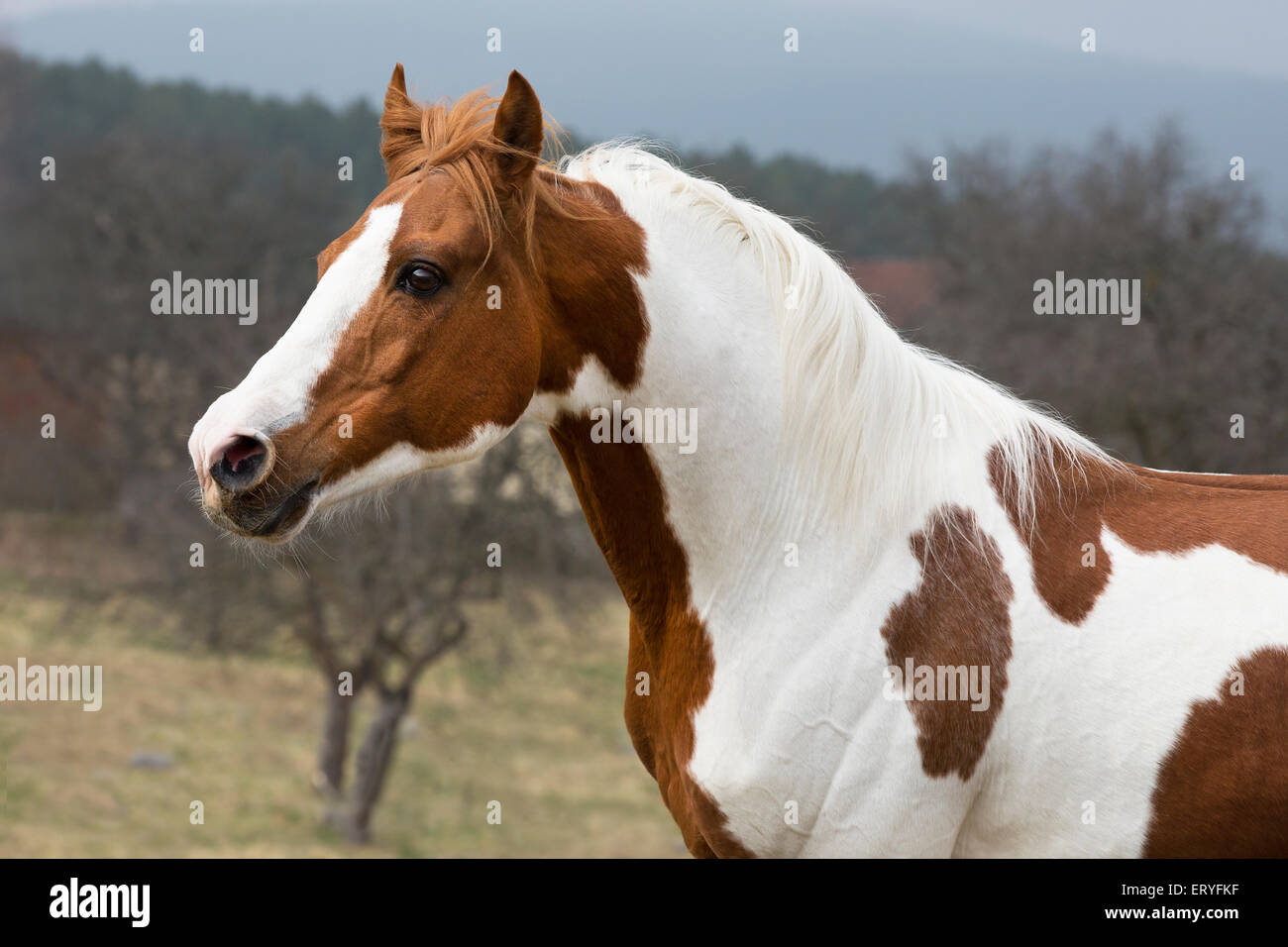Piebald pinto stallion, portrait Stock Photo Alamy