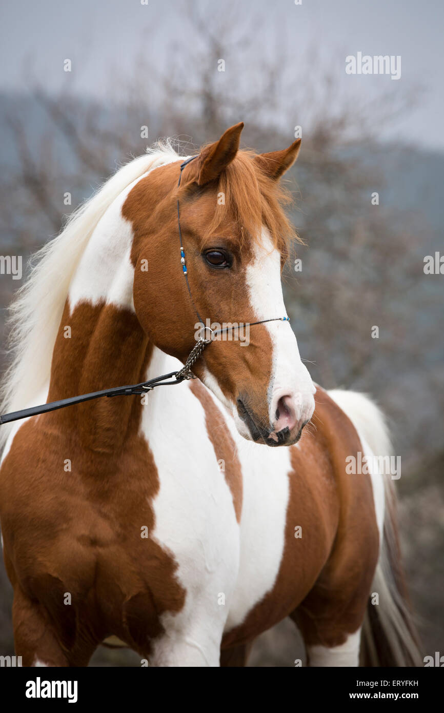 Piebald pinto stallion, portrait Stock Photo Alamy