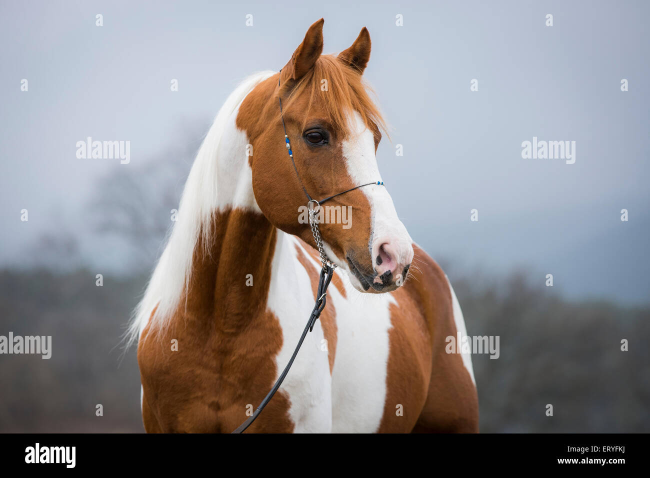 Piebald pinto stallion, portrait Stock Photo Alamy