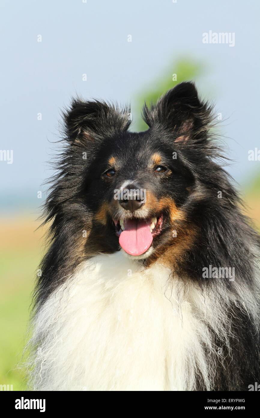 Shetland Sheepdog Portrait Stock Photo - Alamy