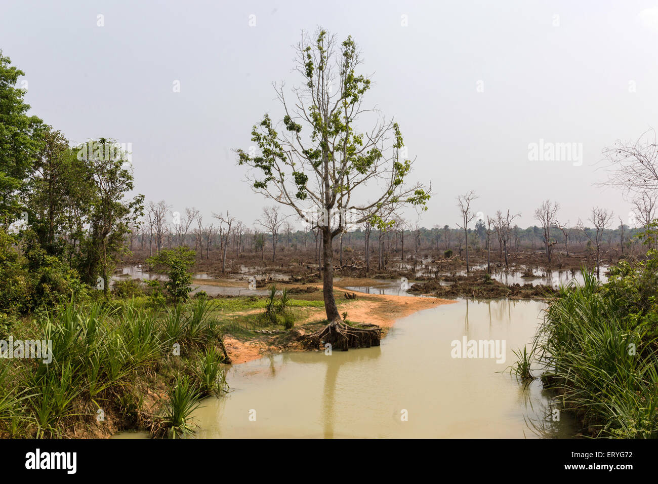 Swampland at the eastern Baray, Angkor, Siem Reap Province, Cambodia Stock Photo