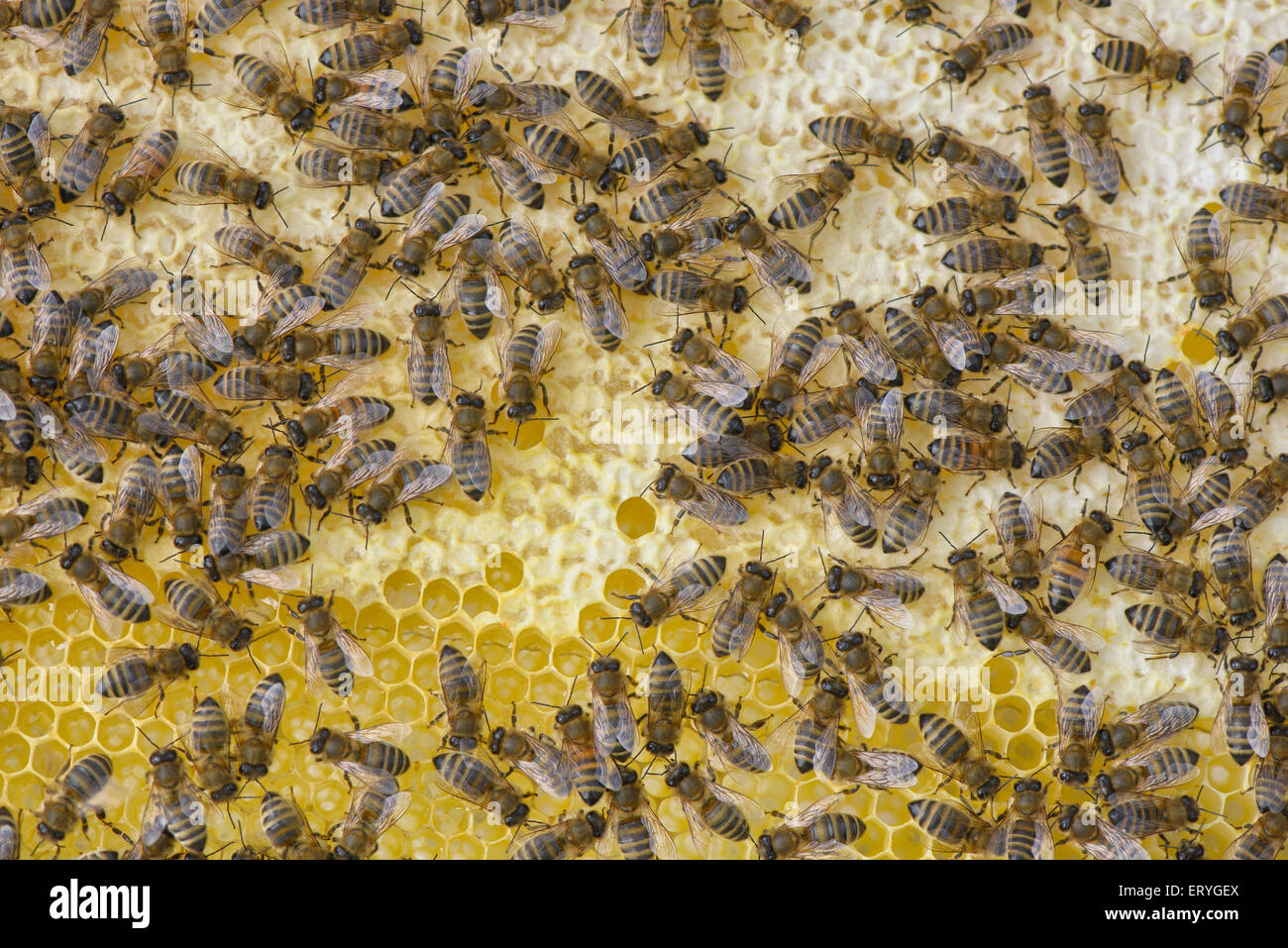 Bees making honeycomb in hive, Tyrol, Austria Stock Photo