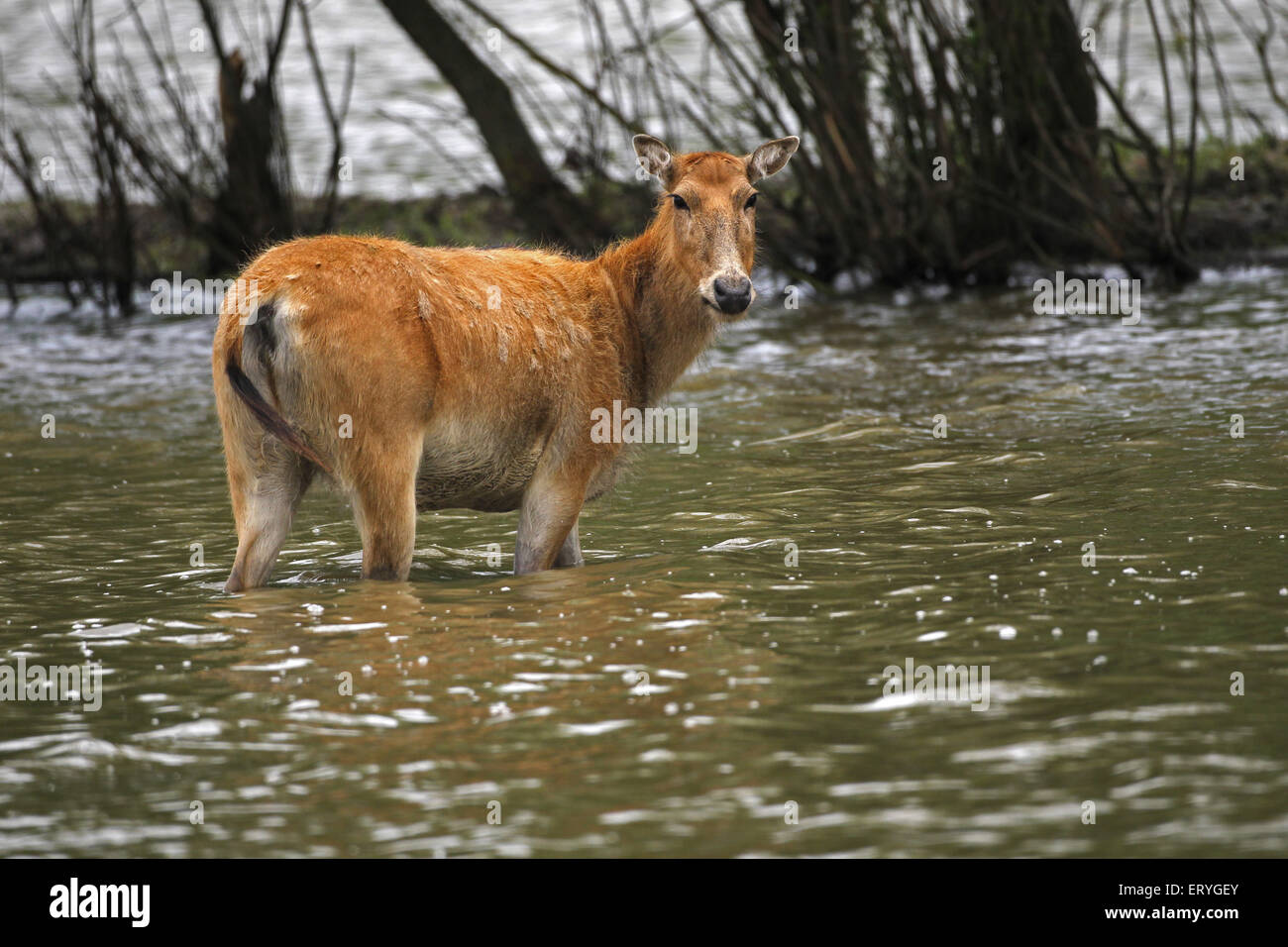 Père David's deer, also milu or elaphure (Elaphurus davidianus), female in water, Kaposvár, Southern Transdanubia, Hungary Stock Photo