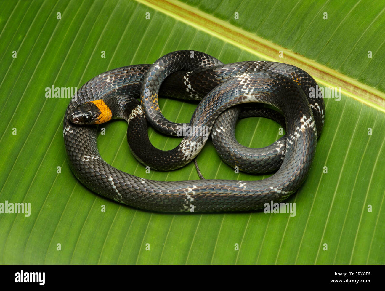 Tschudi's false coral snake (Oxyrhopus melanogenys), Amazon rainforest, Yasuni National Park, Ecuador Stock Photo