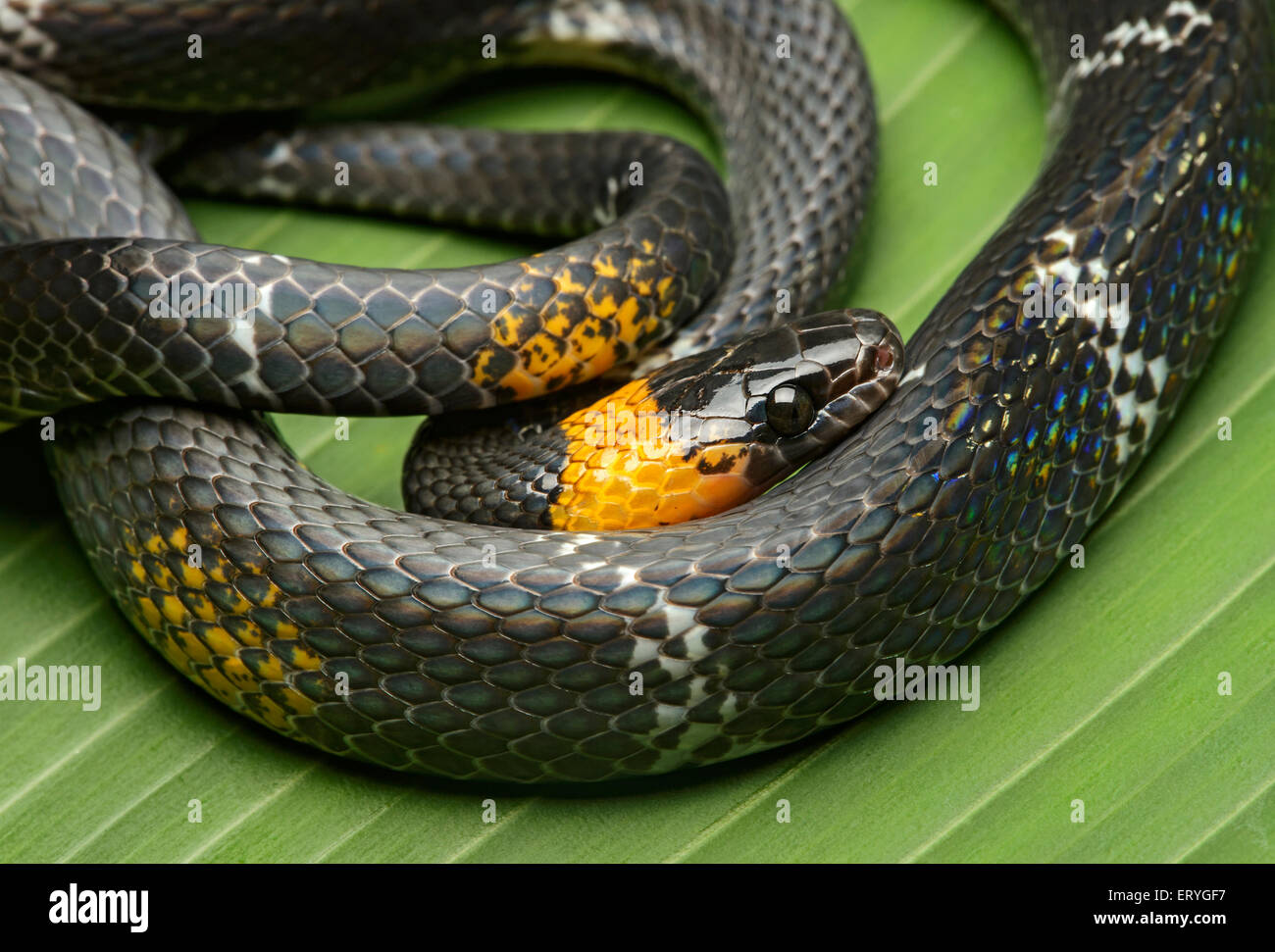 Tschudi's false coral snake (Oxyrhopus melanogenys), Amazon rainforest, Yasuni National Park, Ecuador Stock Photo