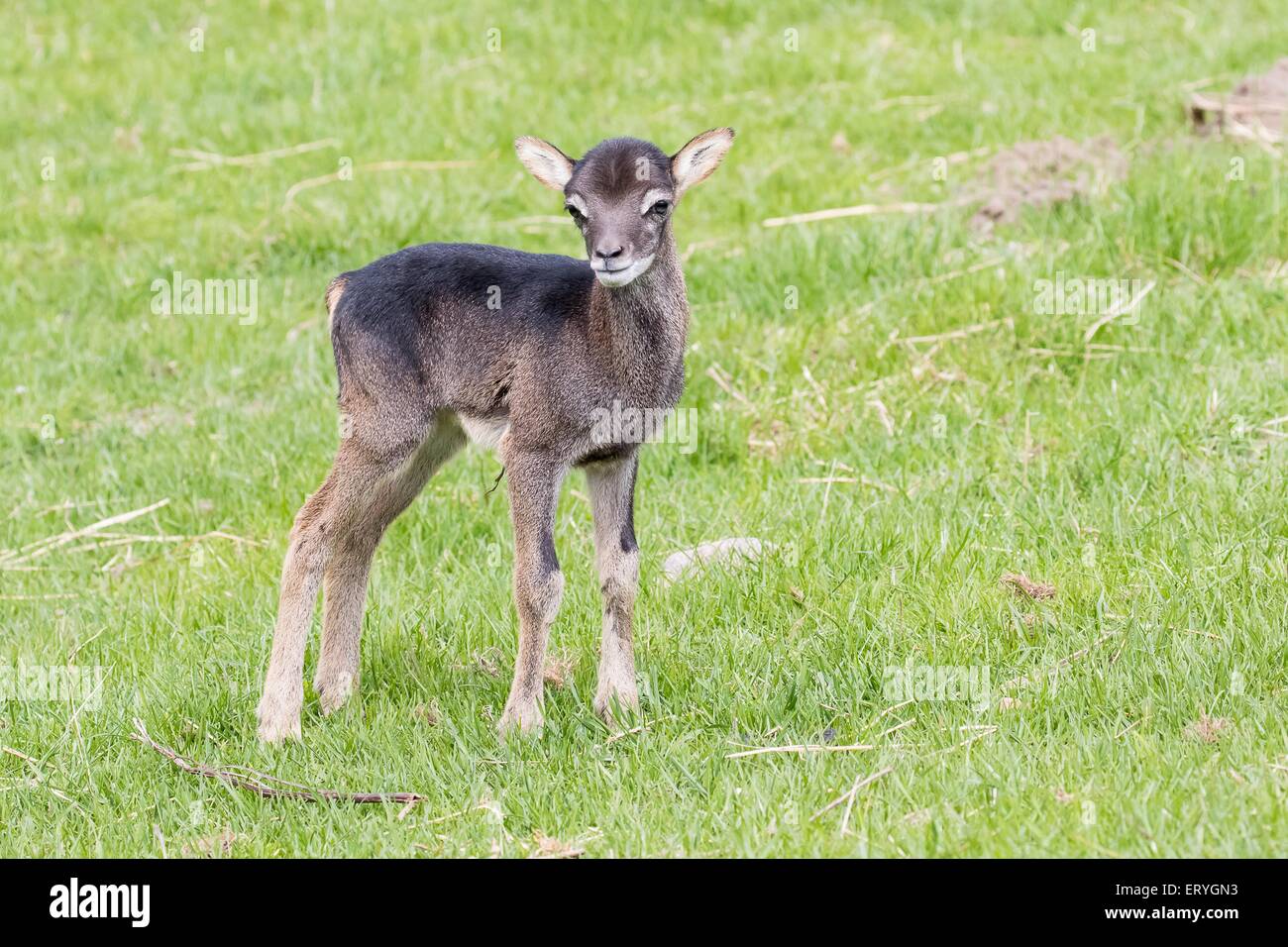 Young mouflon (Ovis orientalis), Masuria, Poland Stock Photo