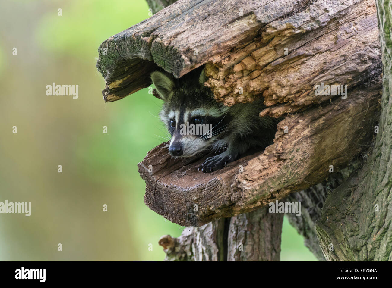 Raccoon (Procyon lotor) sitting in hollow tree trunk, captive, Saarland, Germany Stock Photo