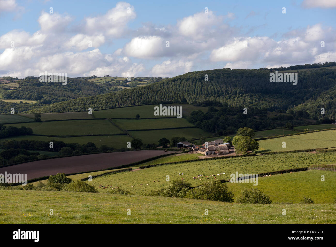 devon rolling hills,pasture,beef,dunsford,teign valley,hedgerows