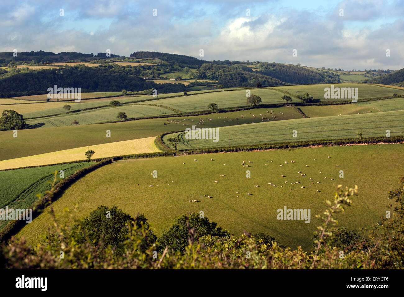 devon rolling hills,pasture,beef,dunsford,teign valley,hedgerows