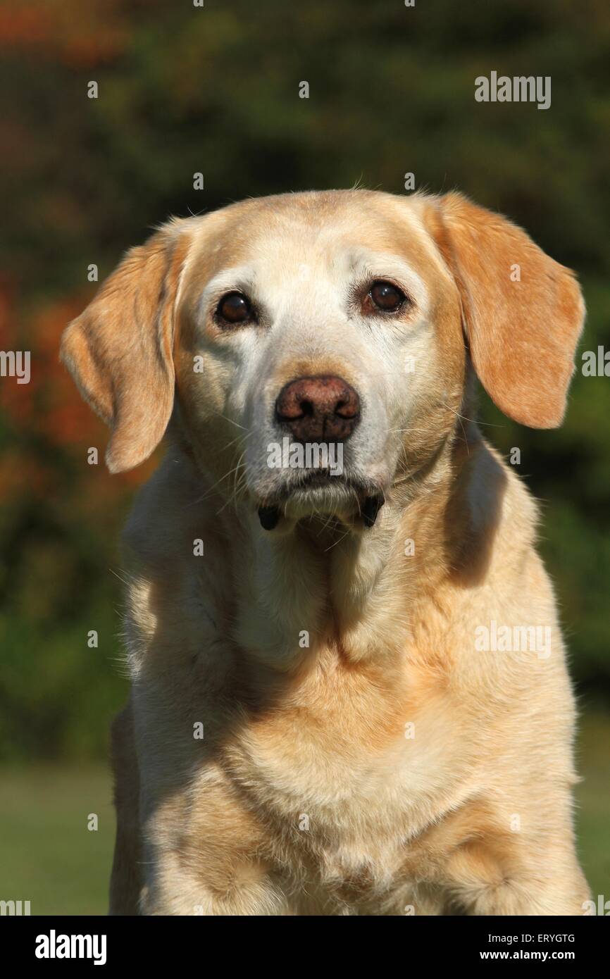 Labrador Retriever Portrait Stock Photo Alamy