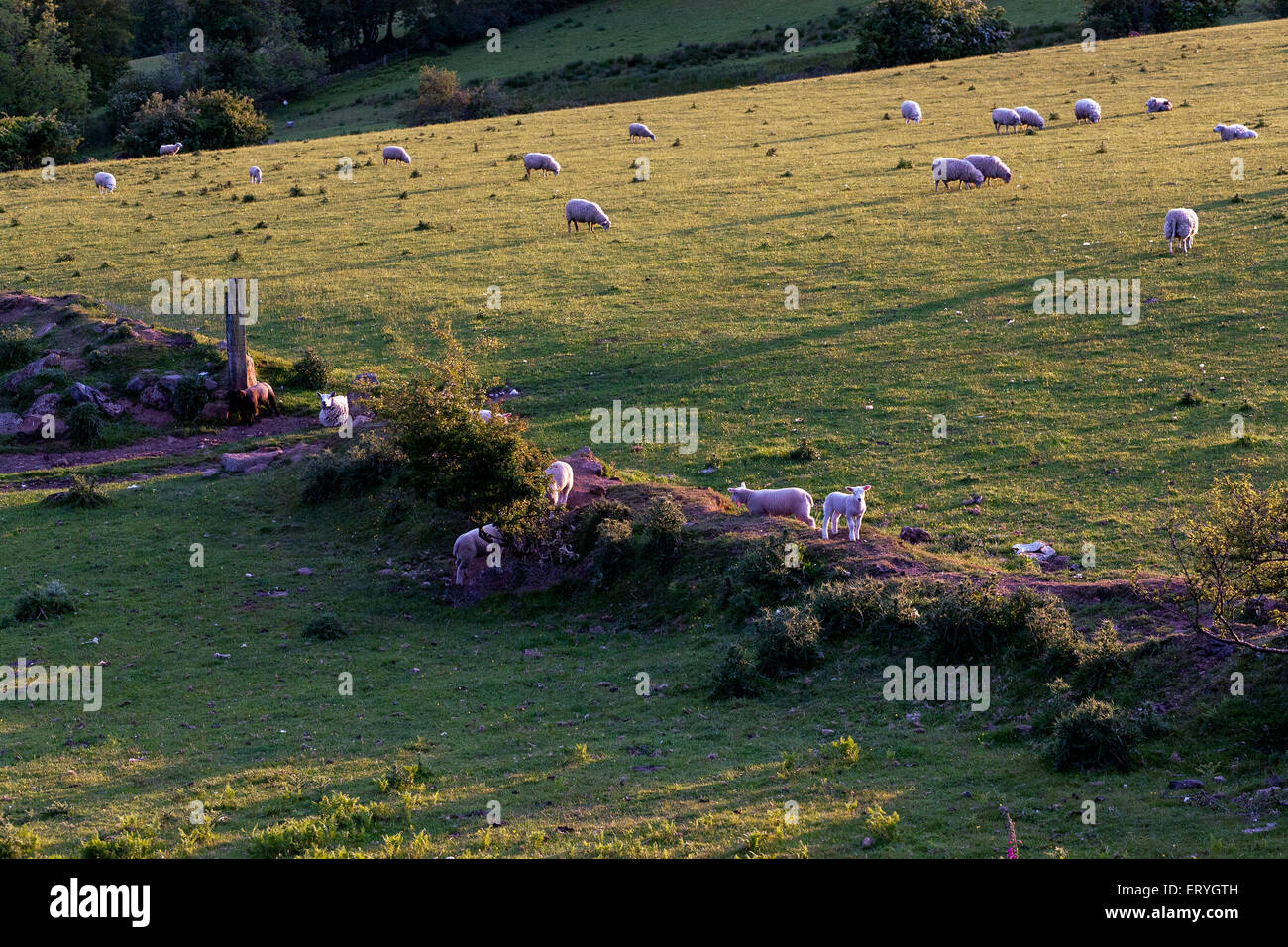 devon rolling hills,pasture,beef,dunsford,teign valley,hedgerows