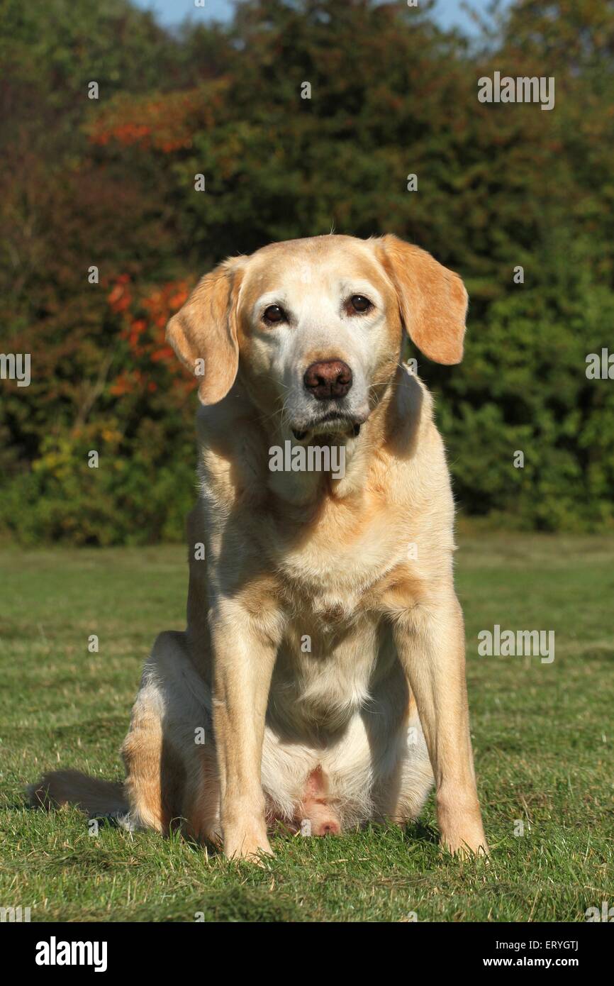 sitting Labrador Retriever Stock Photo