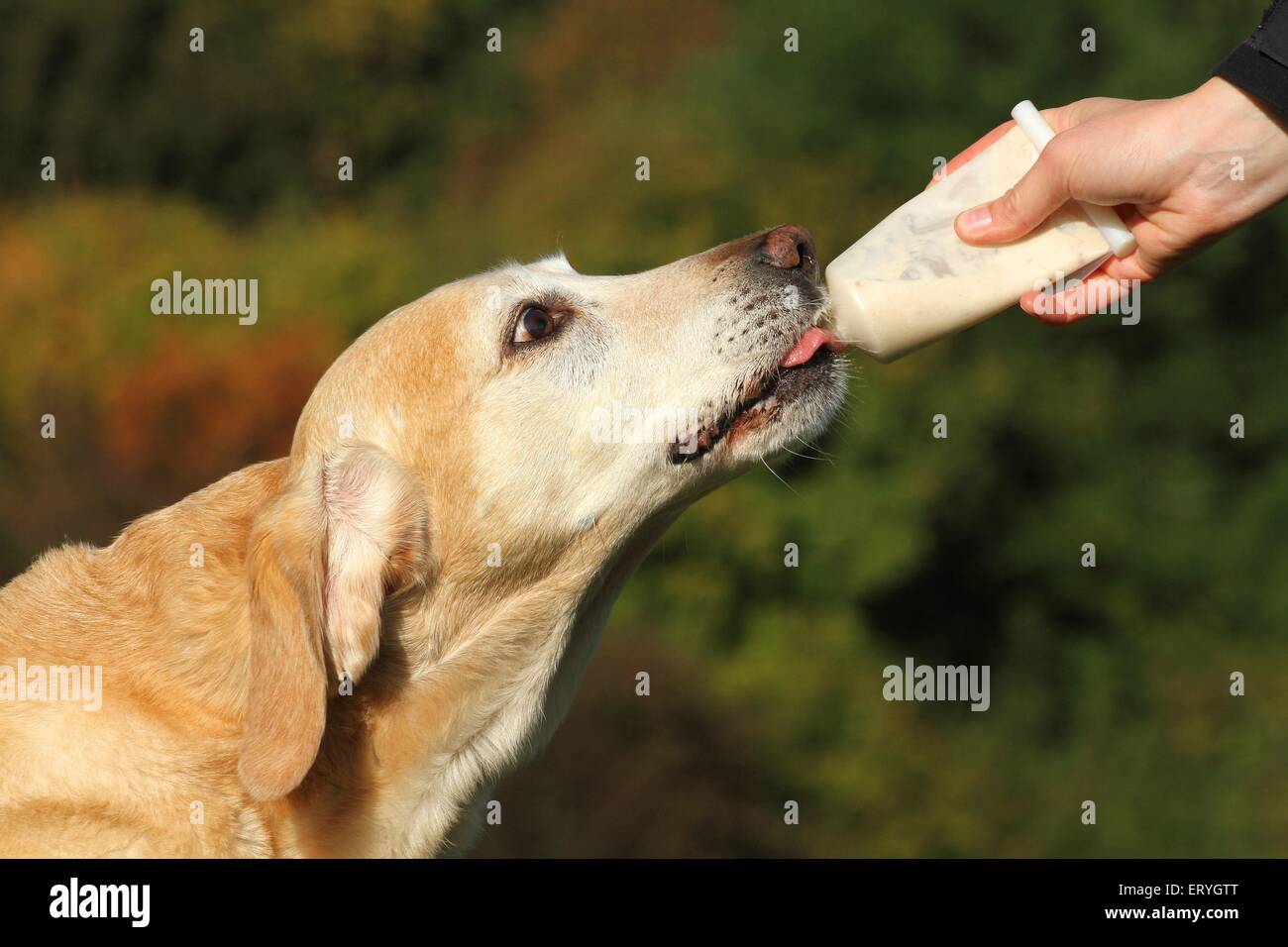 eating Labrador Retriever Stock Photo