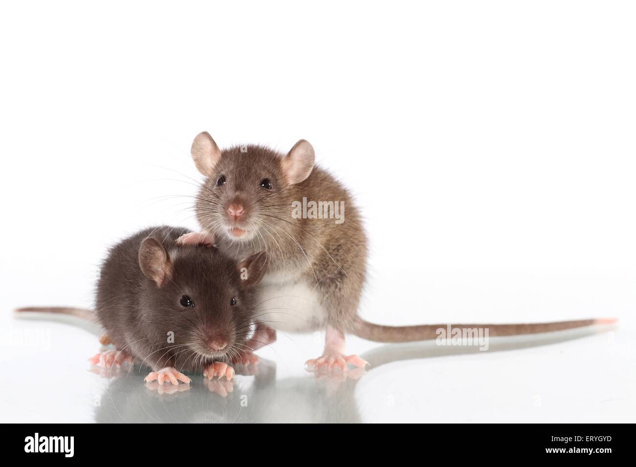 2 rats Stock Photo