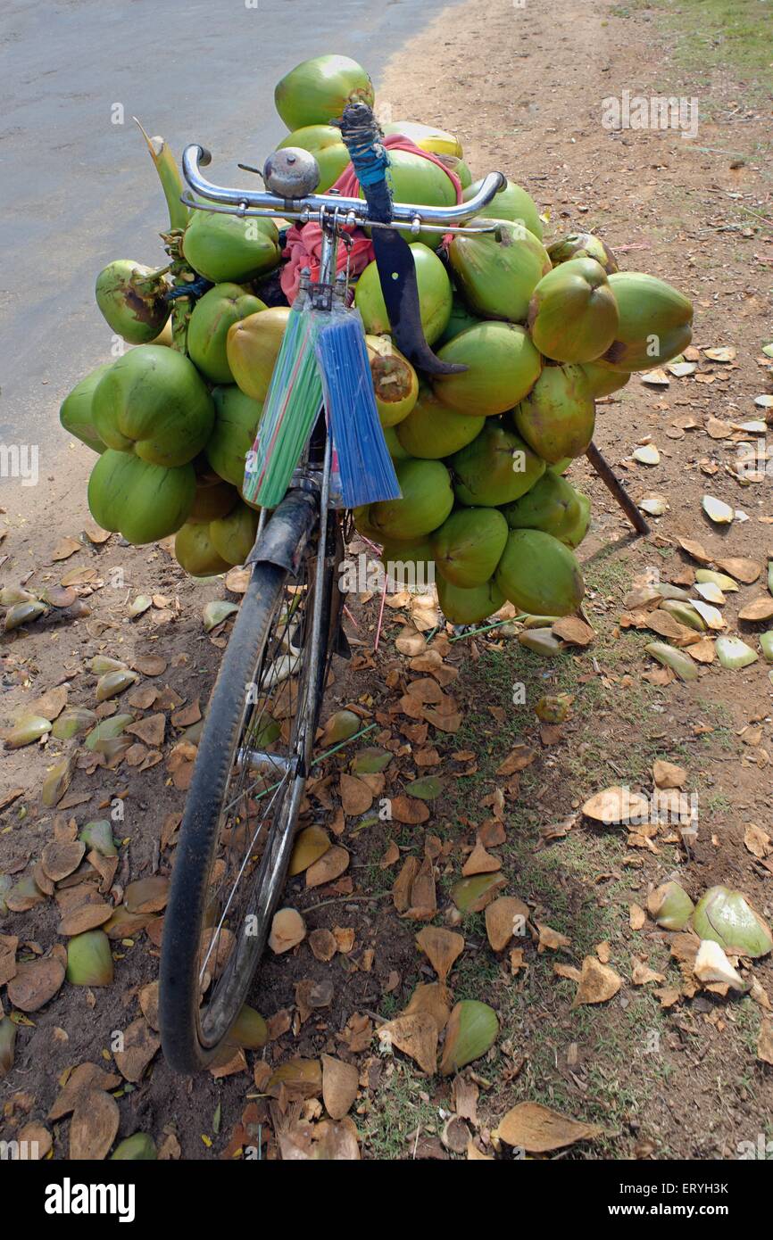 Coconut vendor on cycle , Mysore , Mysuru , Karnataka , India , Asia Stock Photo