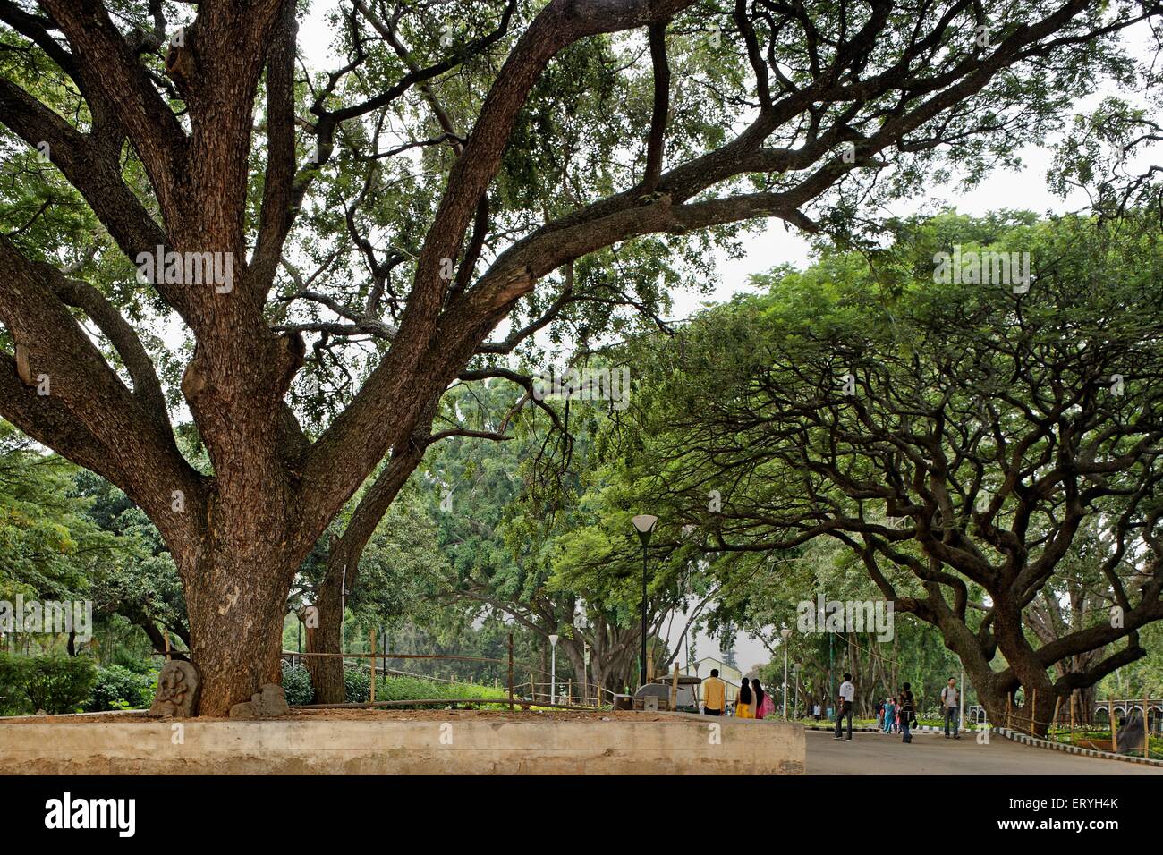 Lalbagh Botanical Garden , Bangalore , Bengaluru , Karnataka , India