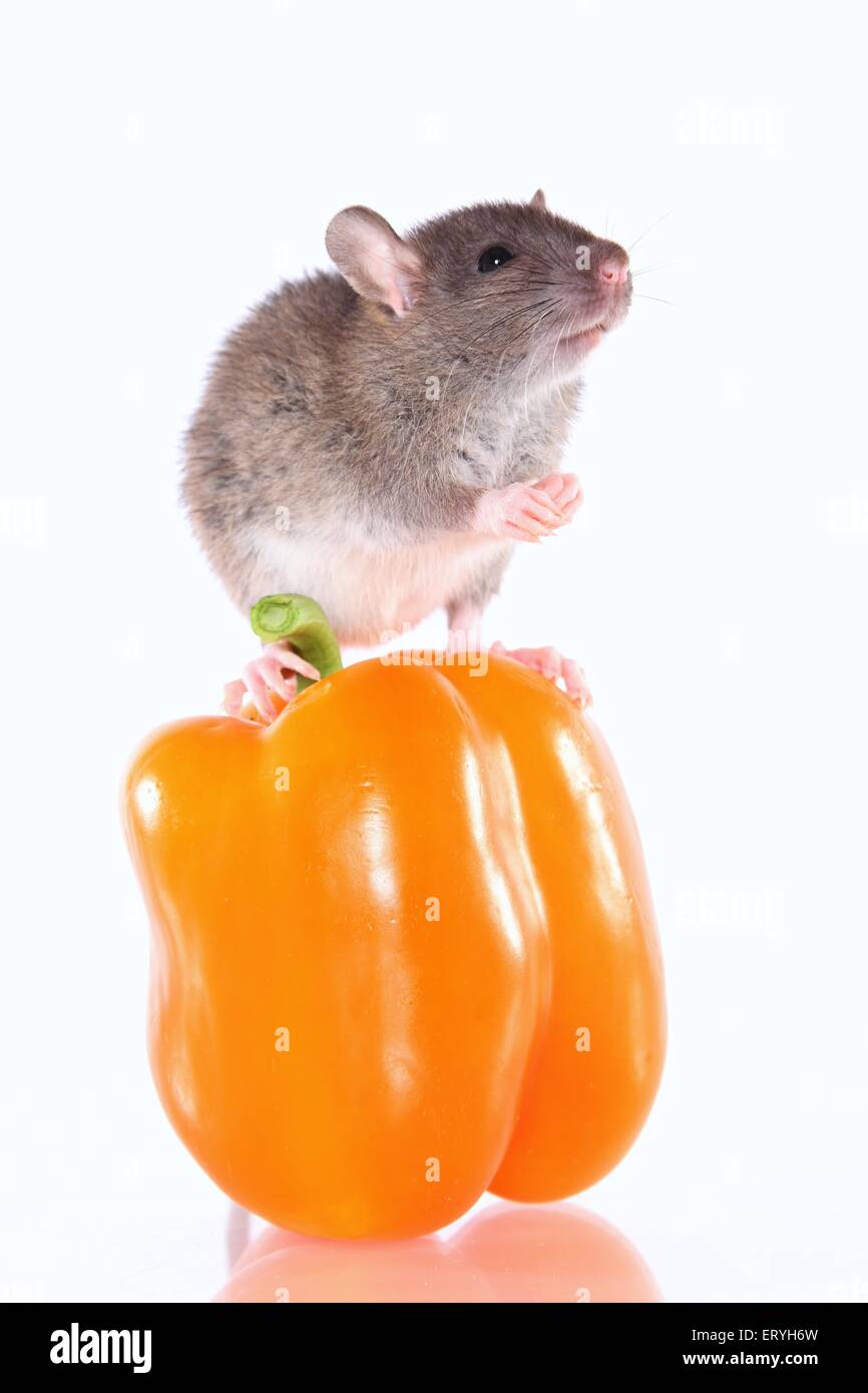 rat on sweet pepper Stock Photo