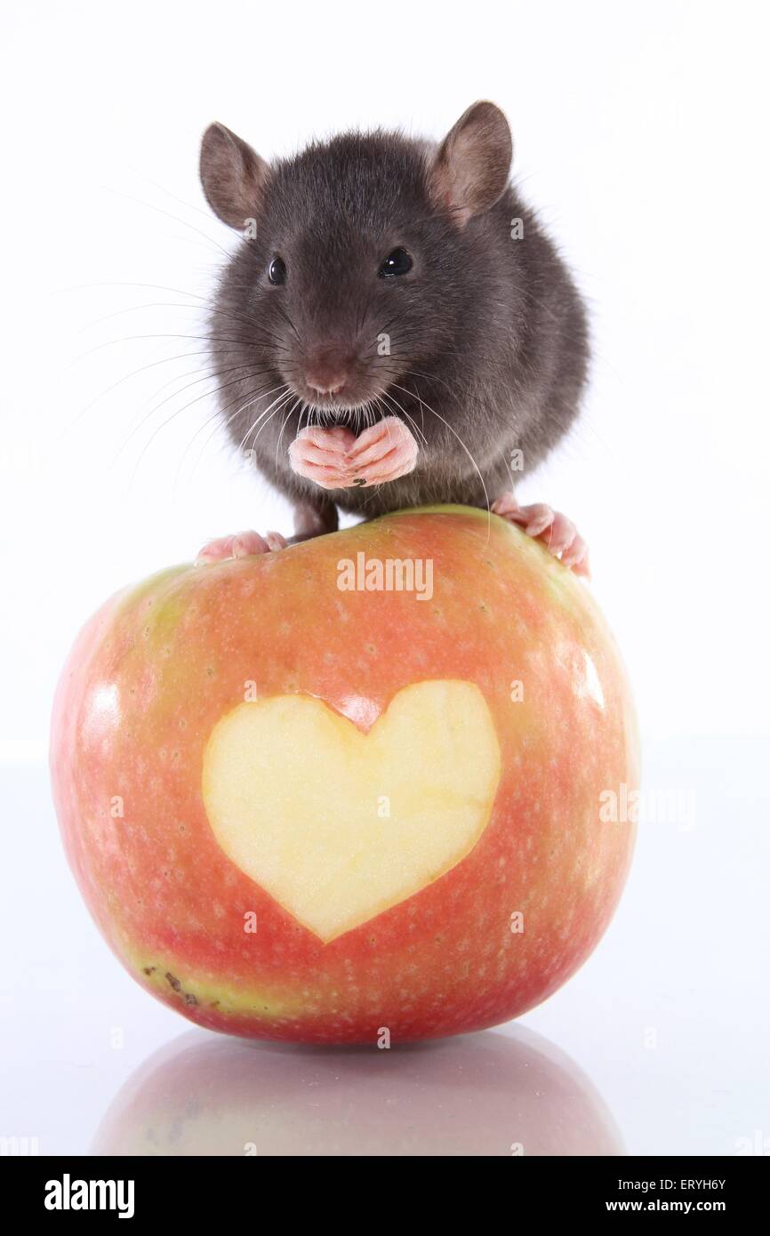 rat on apple Stock Photo