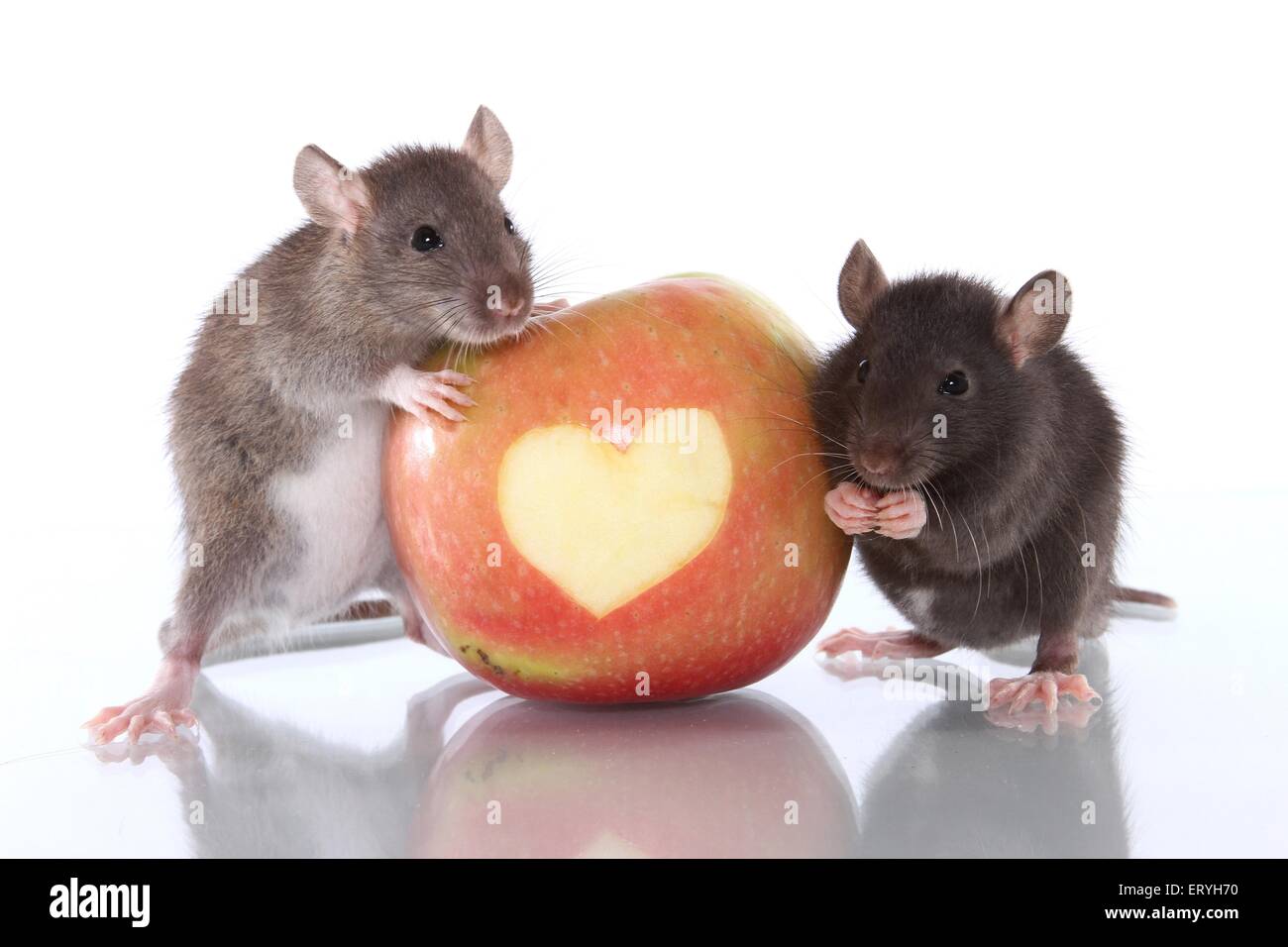 2 rats with apple Stock Photo