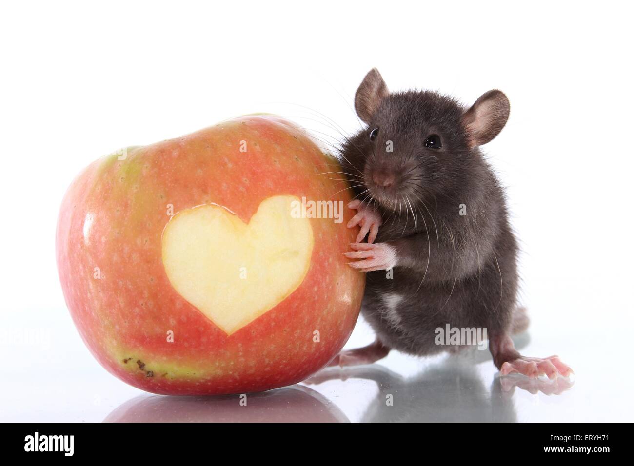 fancy rat with apple Stock Photo