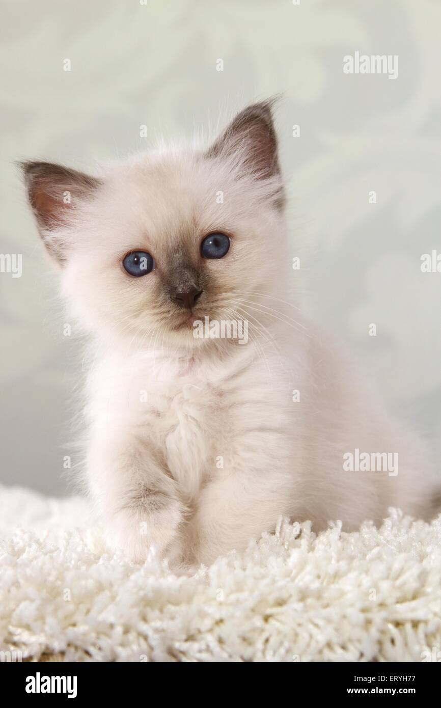 sitting Sacred Birman kitten Stock Photo - Alamy