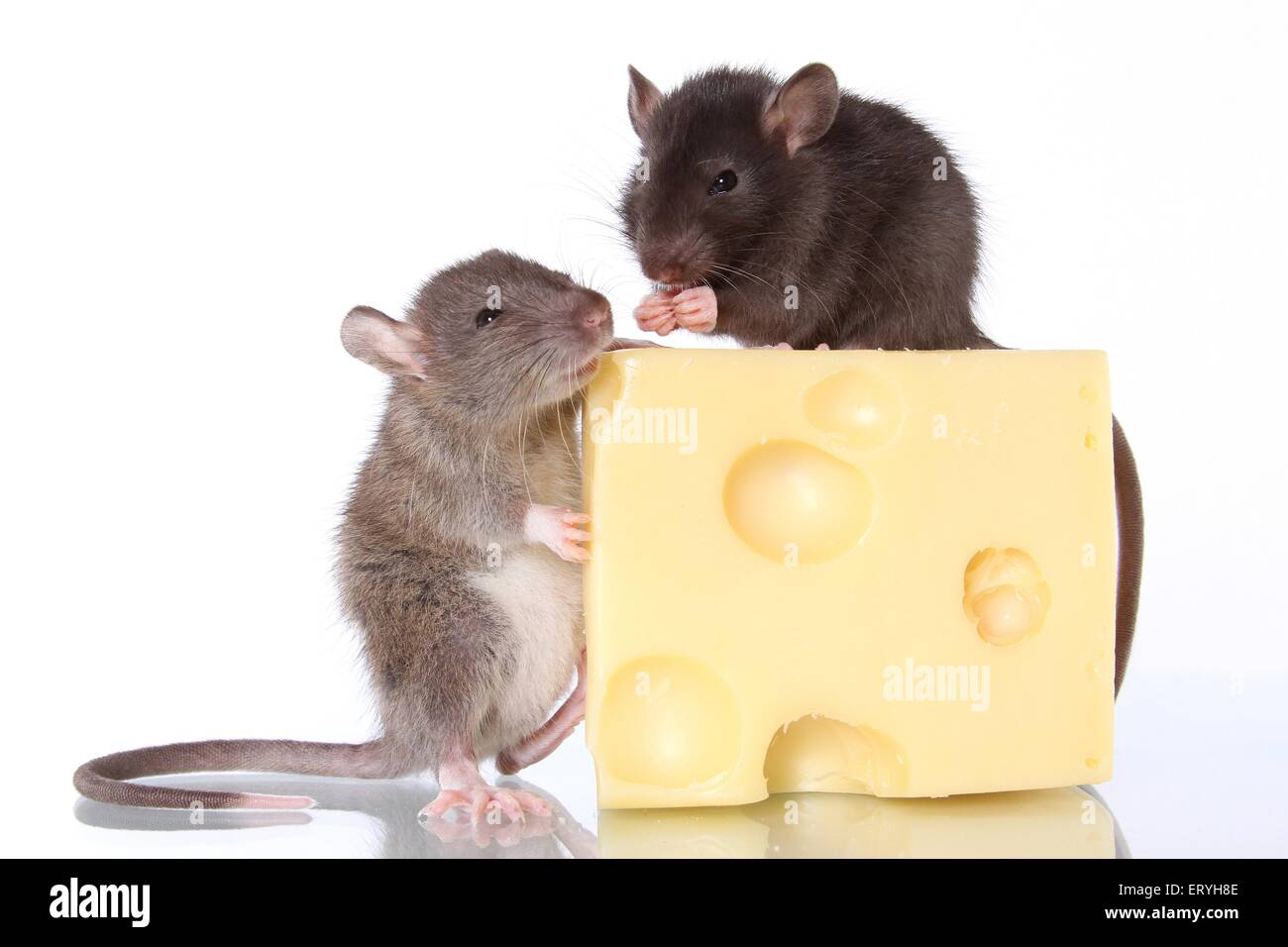 2 fancy rats with cheese Stock Photo