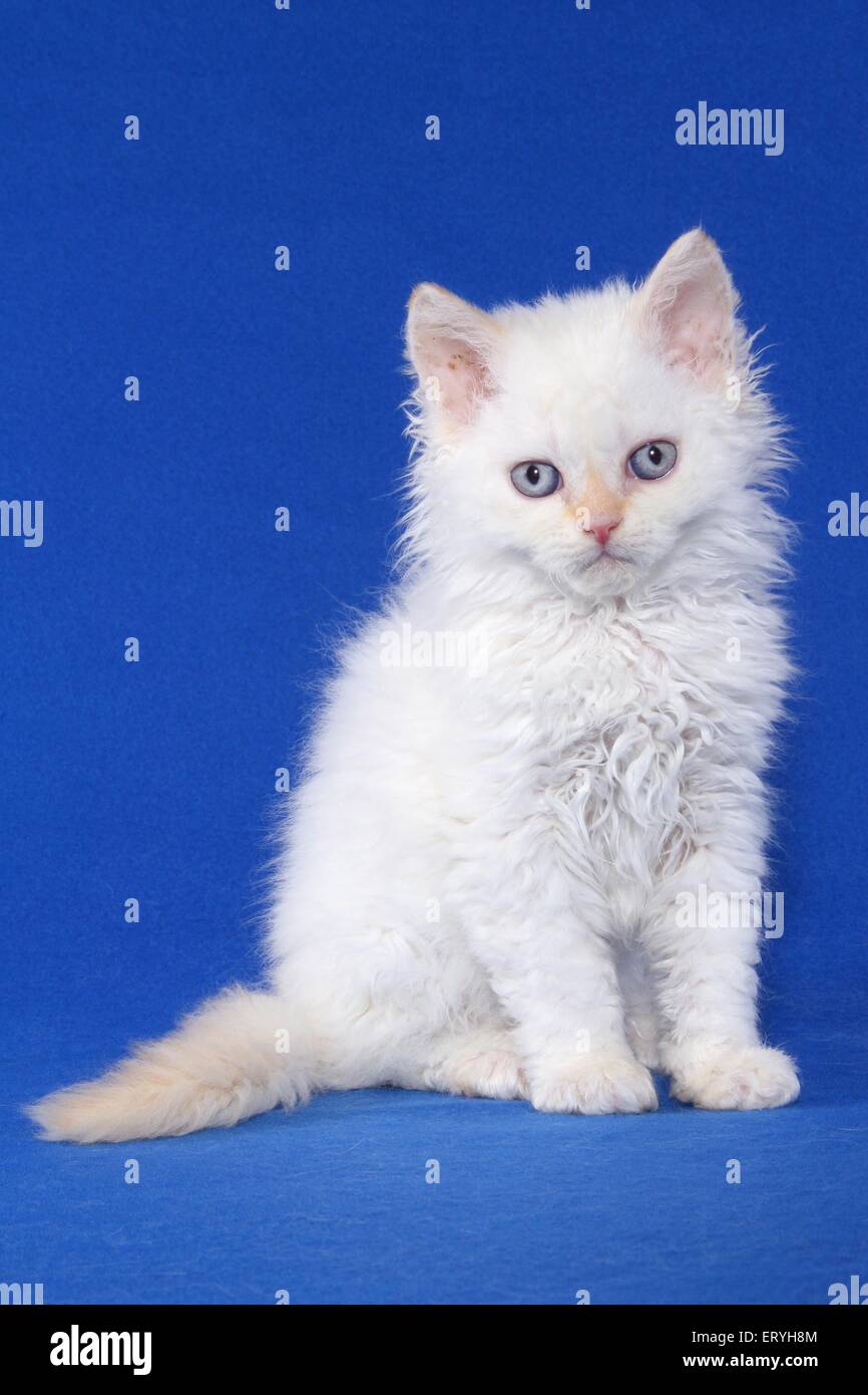 White clearance selkirk rex