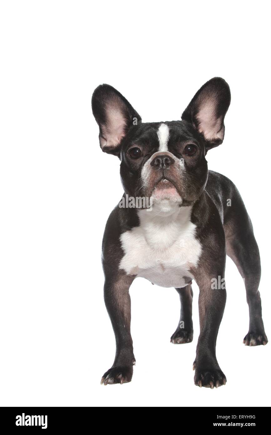 standing French Bulldog Stock Photo - Alamy
