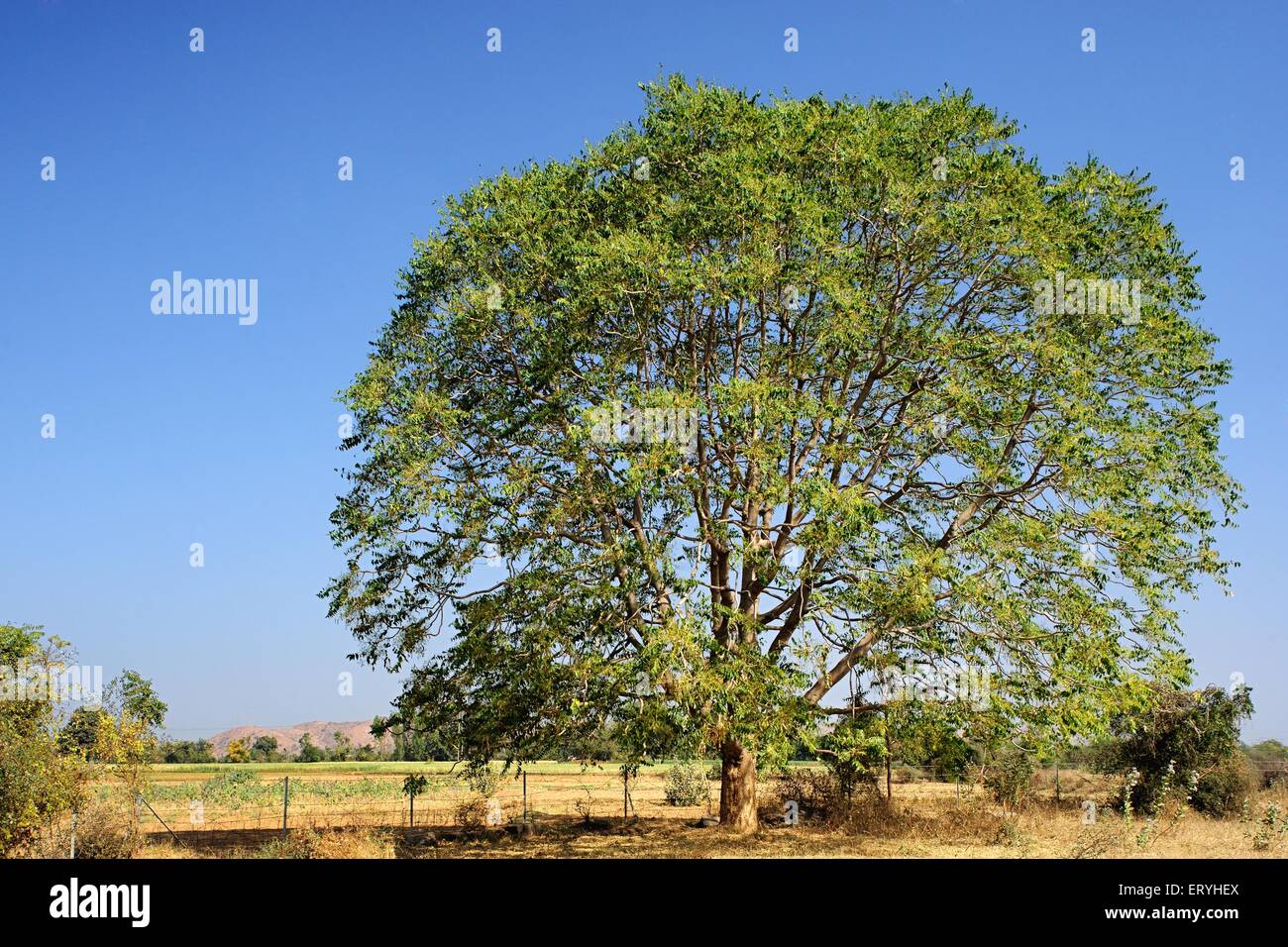 Green Tree , Edar , Idar , Modasa , Sabarkantha , Gujarat , India , Asia Stock Photo
