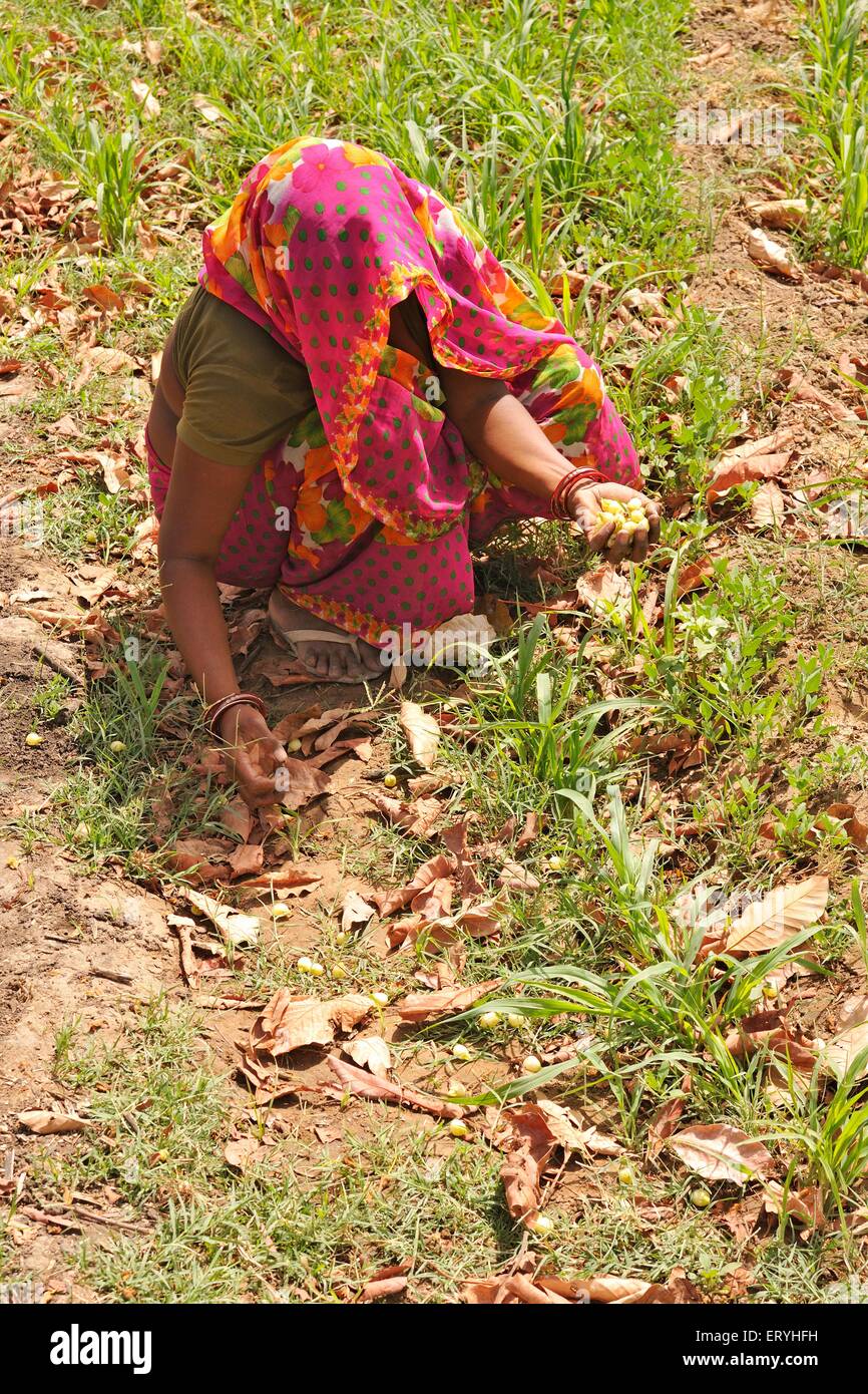 Woman collecting mahua , mahuwa , mahwa , mohulo , Iluppai , vippa chettu , madhuca longifolia ; Itadi , Modasa ; Sabarkantha ; Gujarat ; India , Asia Stock Photo
